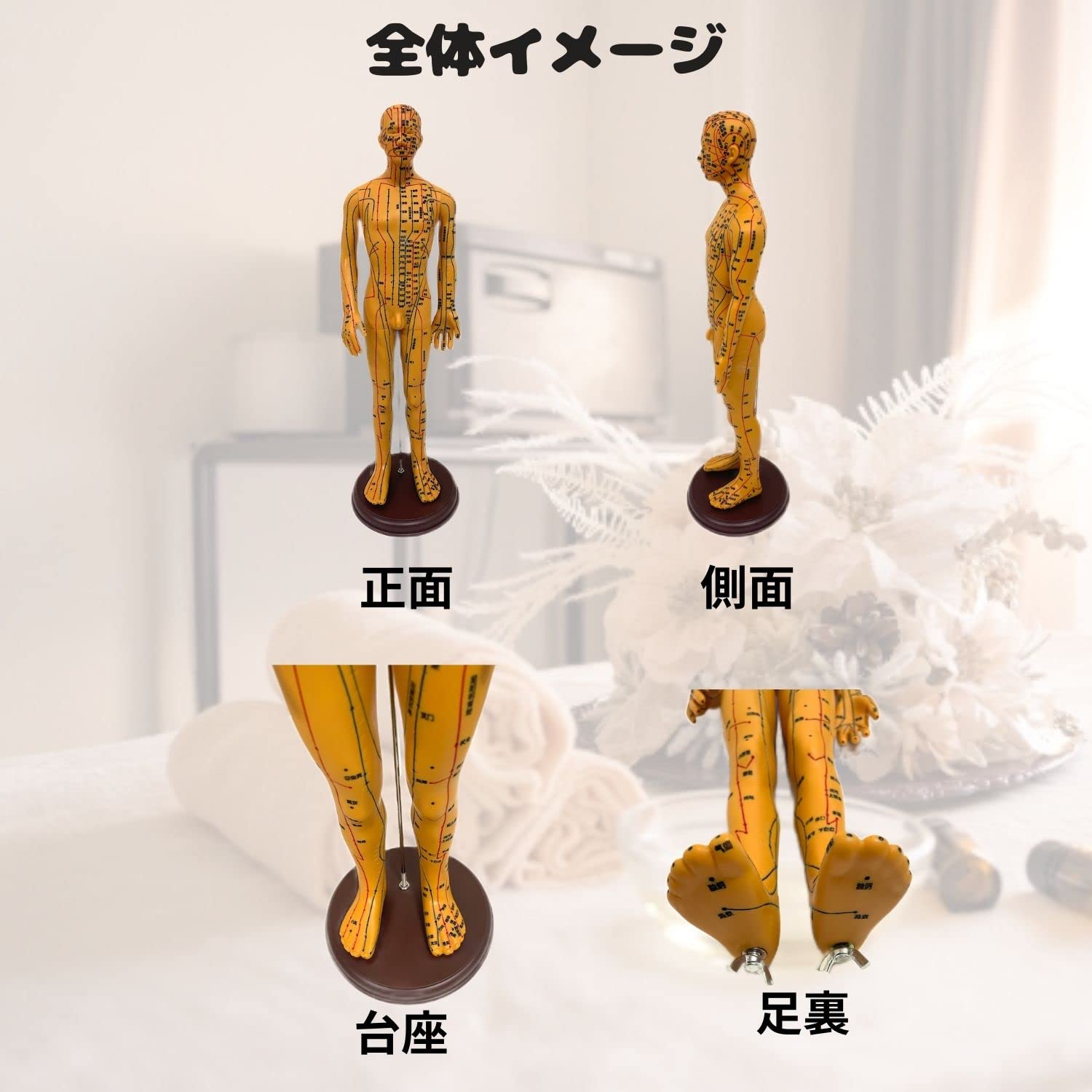 経穴　模型 Amazon.co.jp: 頭部鍼灸模型20cm (中国語) [ 鍼灸経穴模型 人体